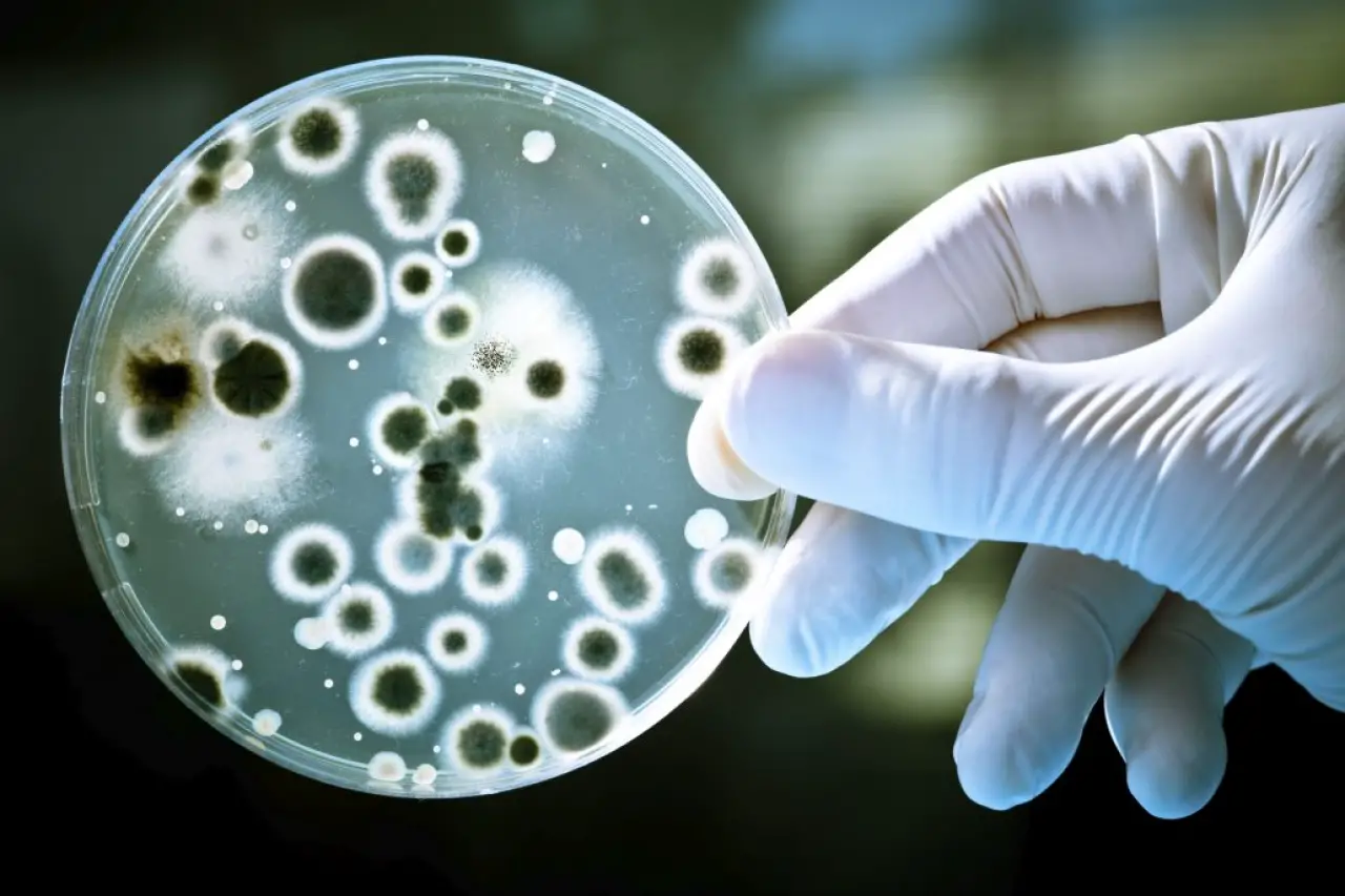 Microbial vs Bacterial
