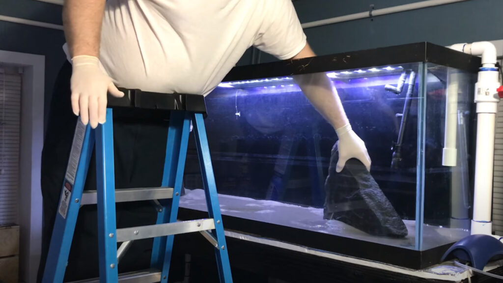 How to sanitize fish tank after disease Sanitisation Singapore