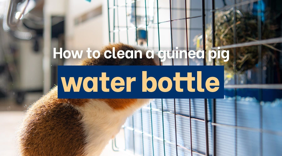 How to clean a guinea pig water bottle