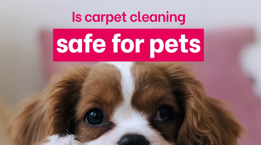 Is carpet cleaning safe for pets
