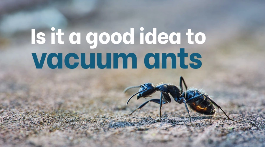 Is it a good idea to vacuum ants