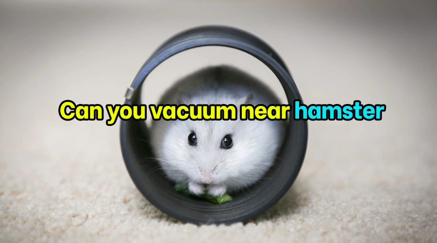 Can you vacuum near a hamster