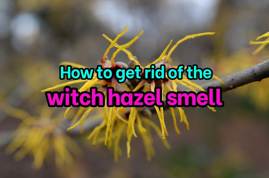 How to get rid of the witch hazel smell