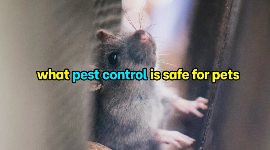 What pest control is safe for pets