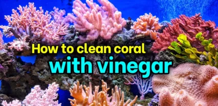 How to clean coral with vinegar
