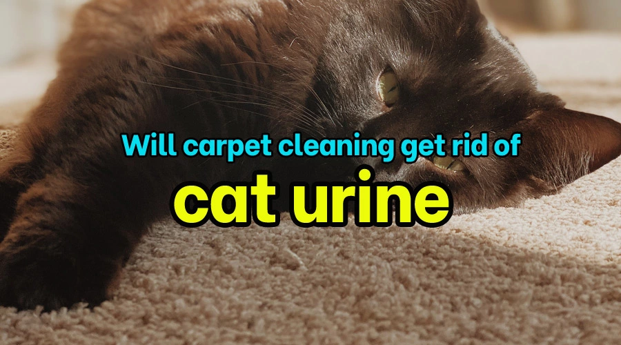 Will carpet cleaning get rid of cat urine