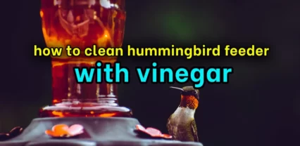 How to Clean Hummingbird Feeder with Vinegar