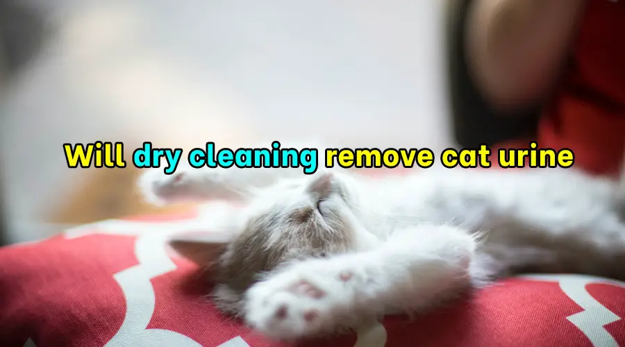 Will dry cleaning remove cat urine